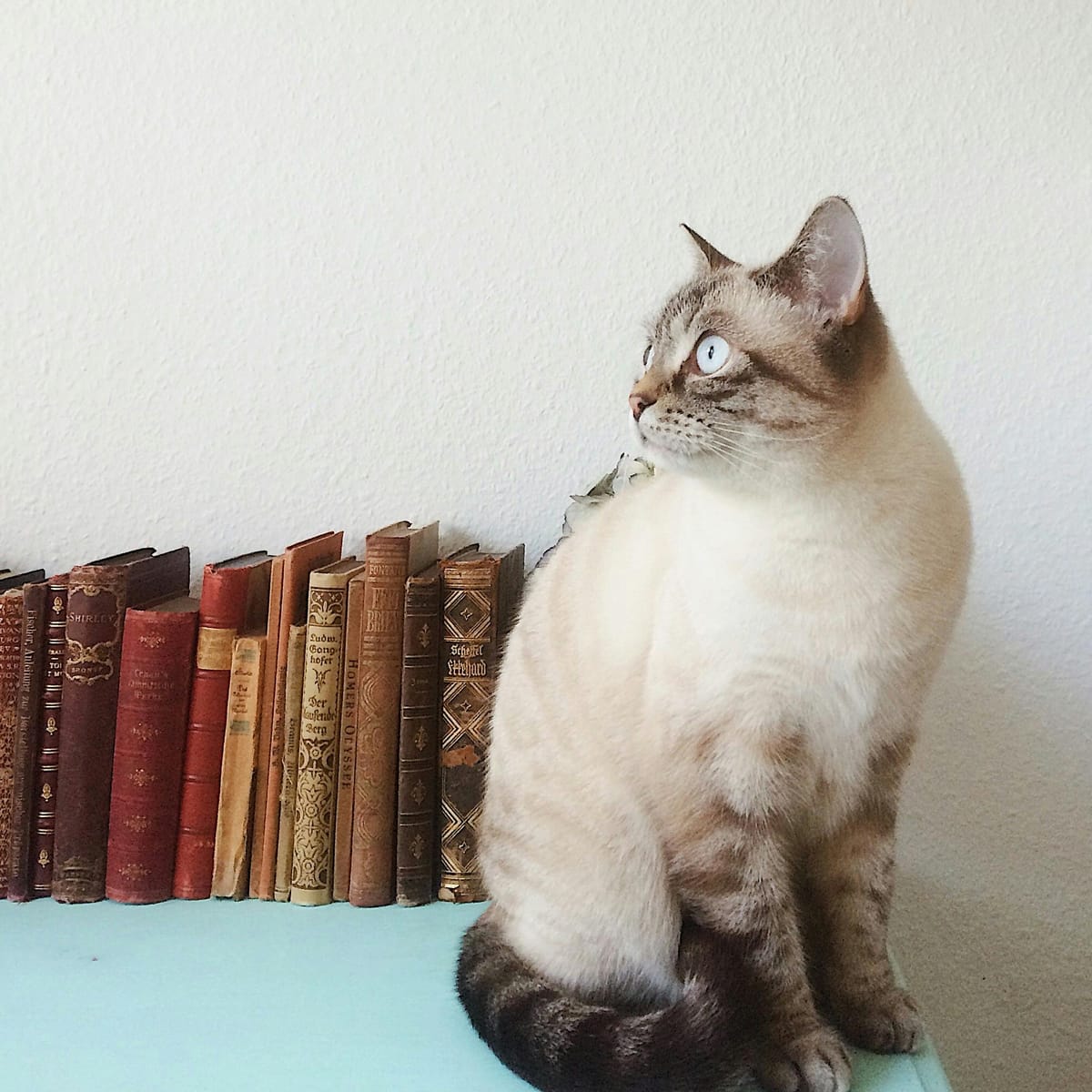 Piolo Pascual avatar